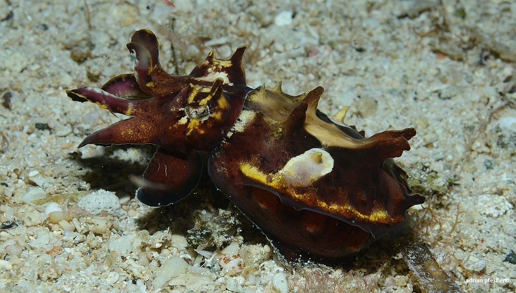 Flammende Sepia (flamboyant squid)