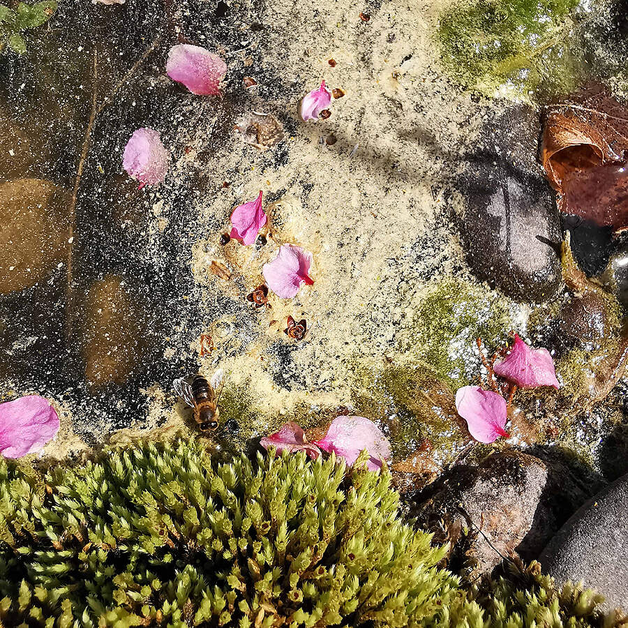 Blütenstaub und Blütenblätter finden sich im Teich zum natürlichen Arrangement zusammen.