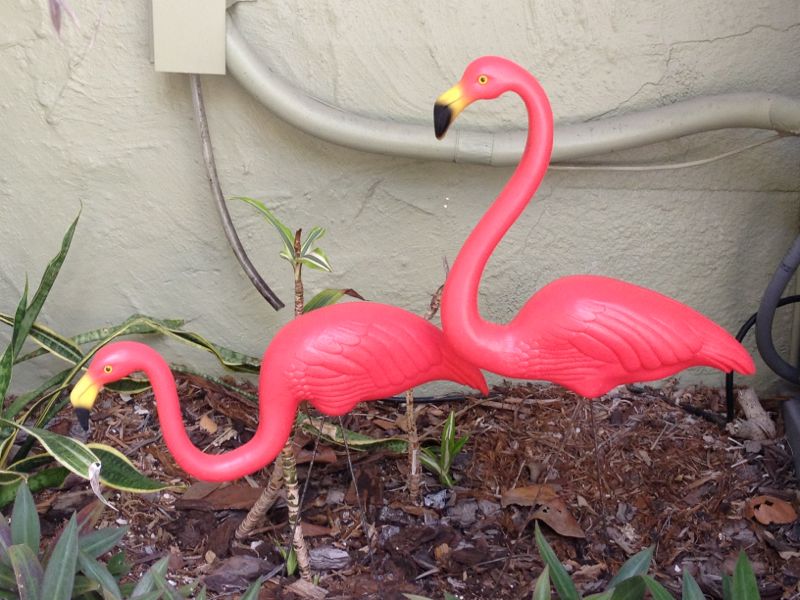Hi Flamingo - sind heute beiden Verwandten eingezogen