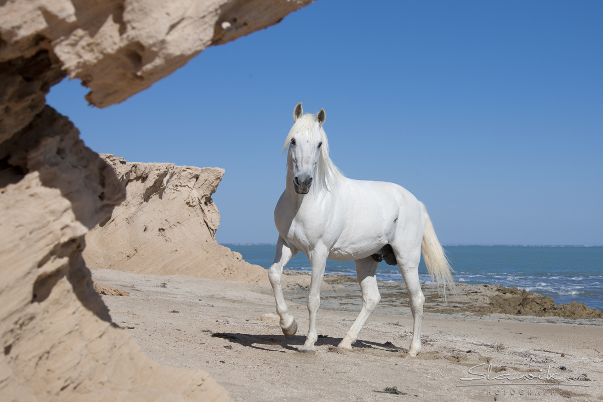 Ranch El Castille - Reiterferien am Meer - Tunesien