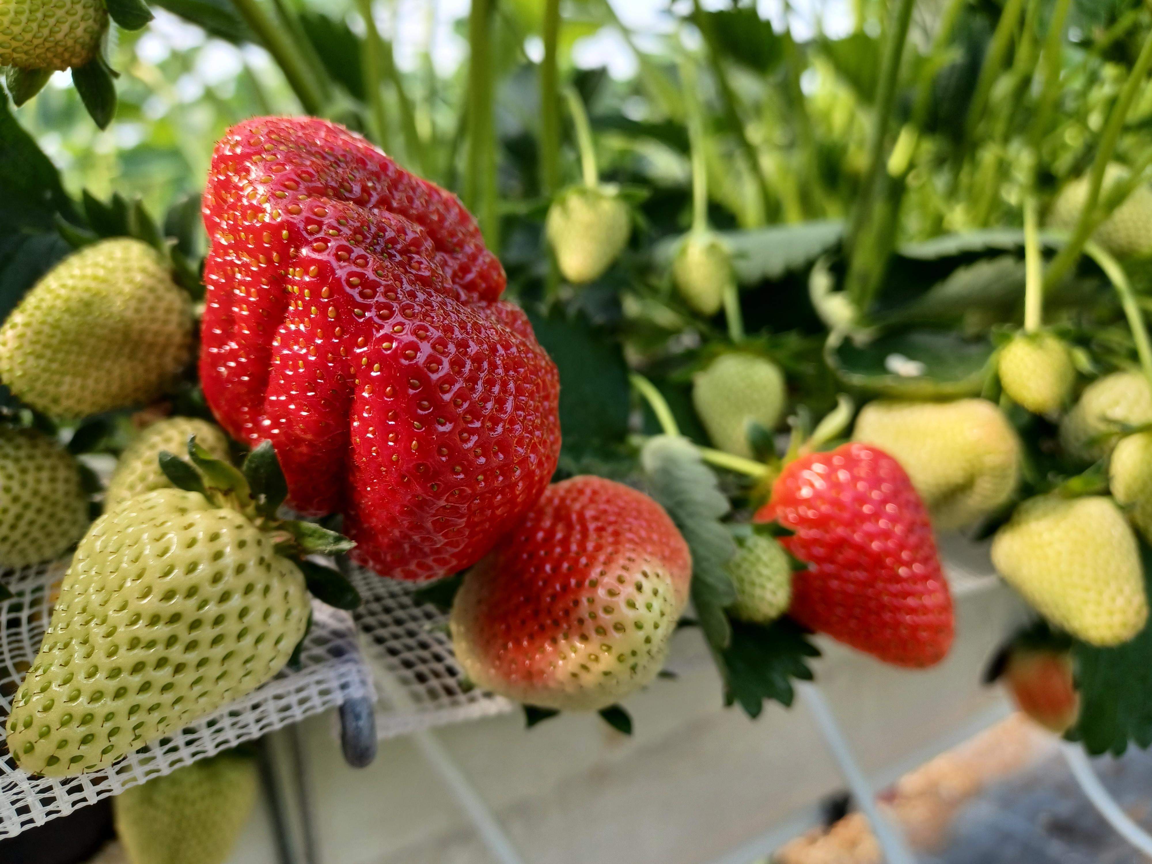 Die ersten Erdbeeren sind da!