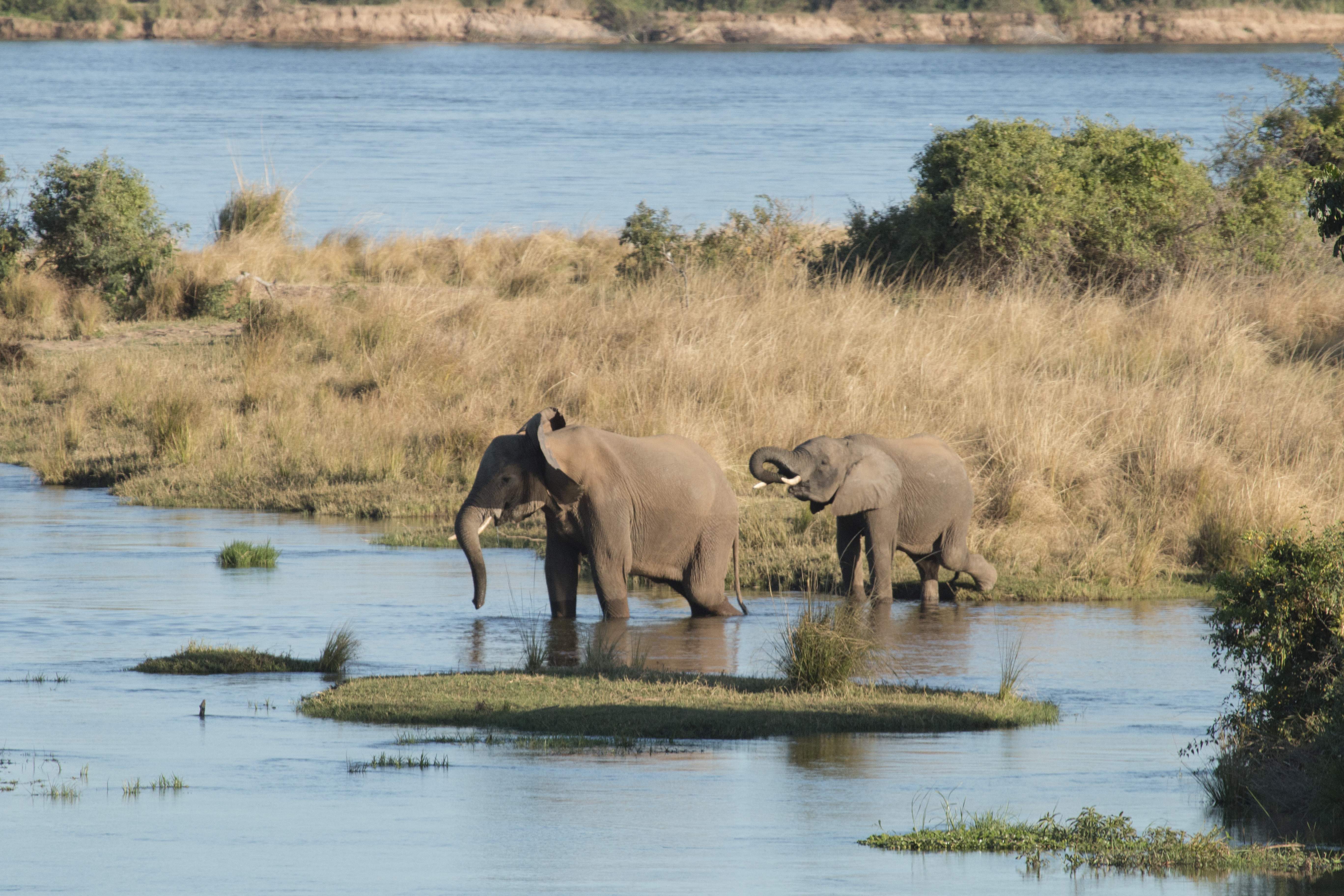 Sambia Reise 2020, Lower Zambezi NP, Elefant
