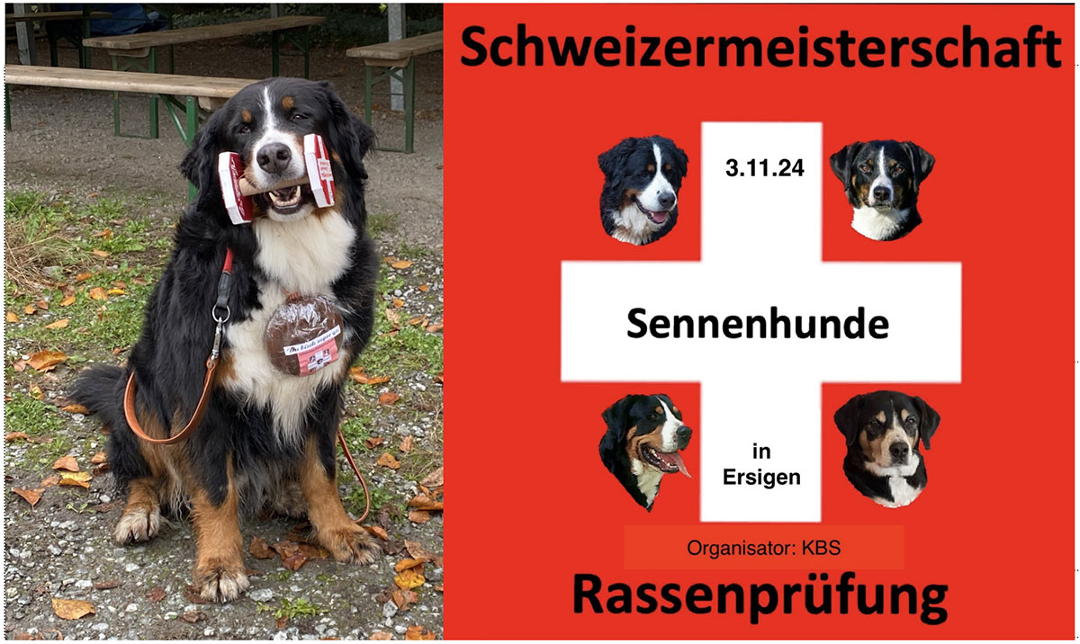 Schweizermeisterschaft der Sennenhunde 2024, Ersigen