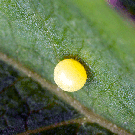 Das Schwalbenschwanz-Weibchen legt Ei für Ei einzeln auf die Futterpflanze.