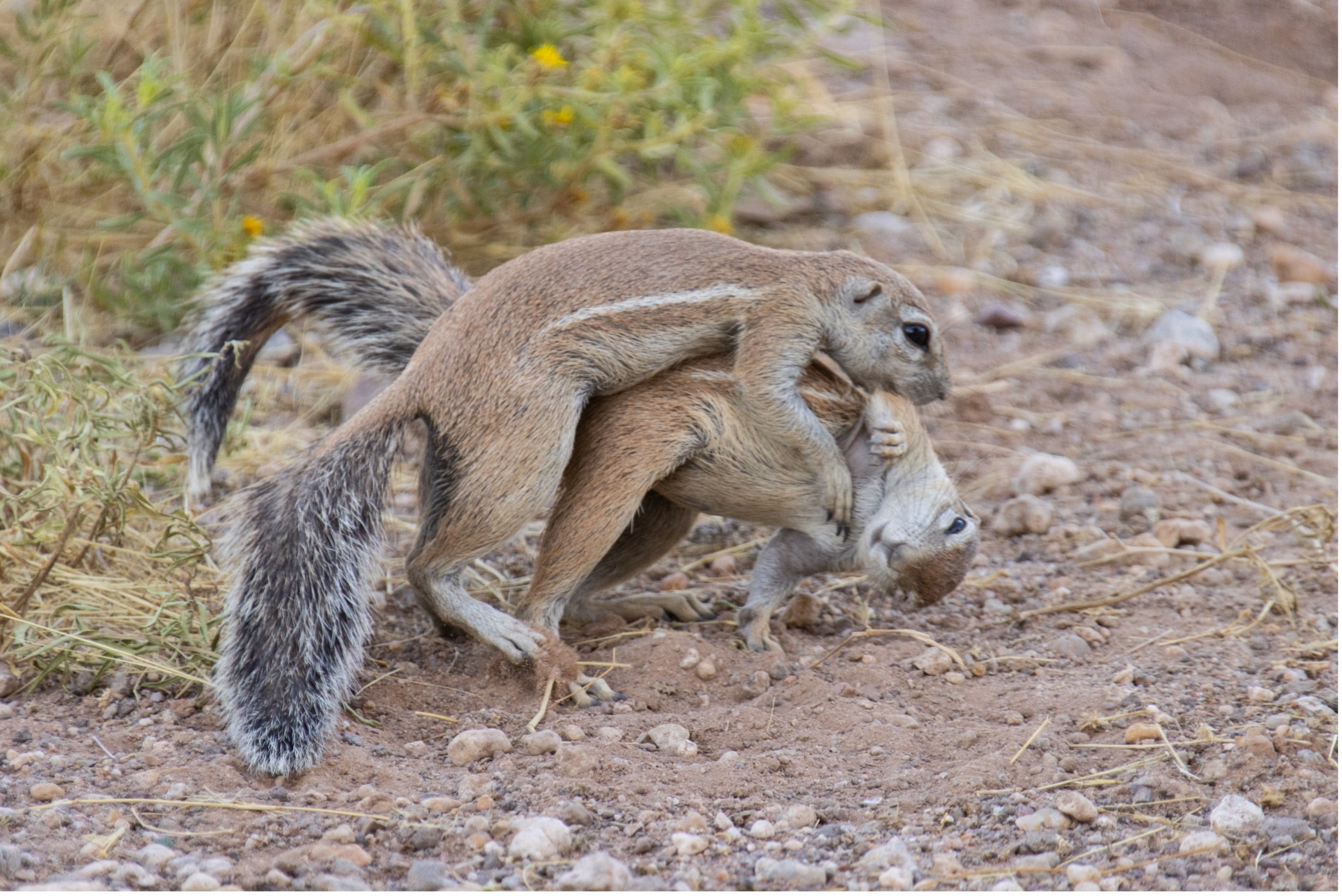 Erdhörnchen - Ground Squirrel