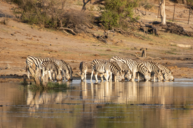 Photo Safari Botswana 2023, Zebra