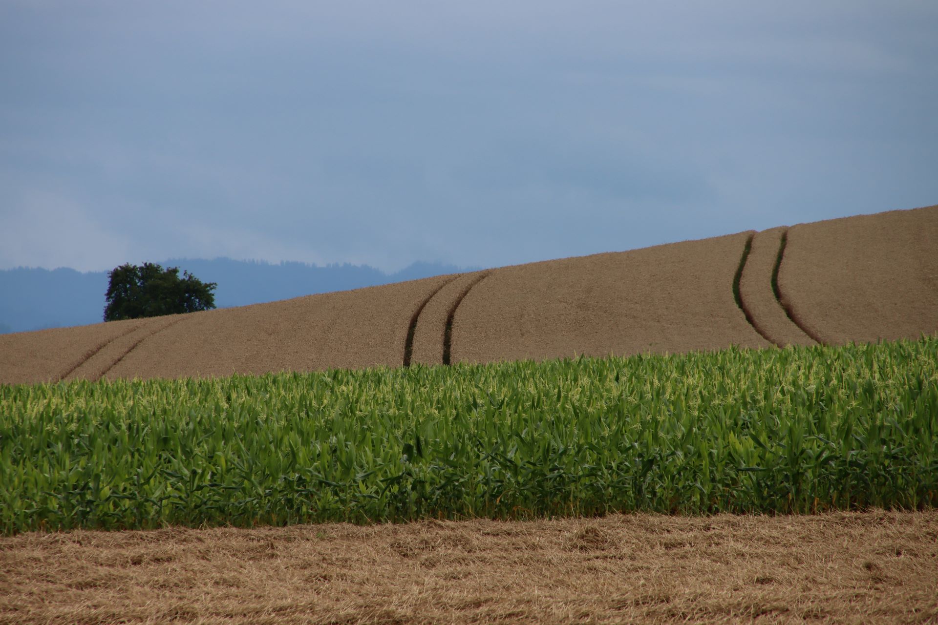 Die Landwirtschaft ist ein wichtiger Wirtschaftszweig in Ottenbach