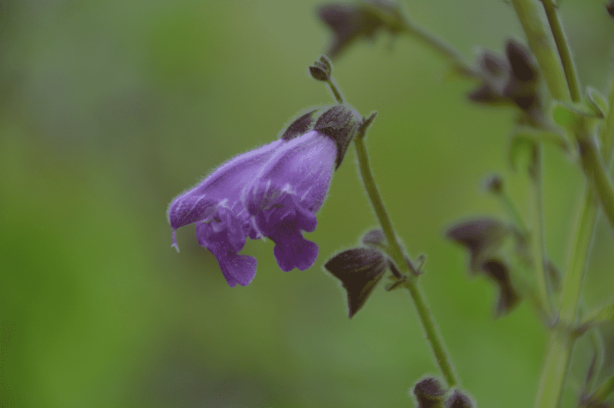 Salvia hians