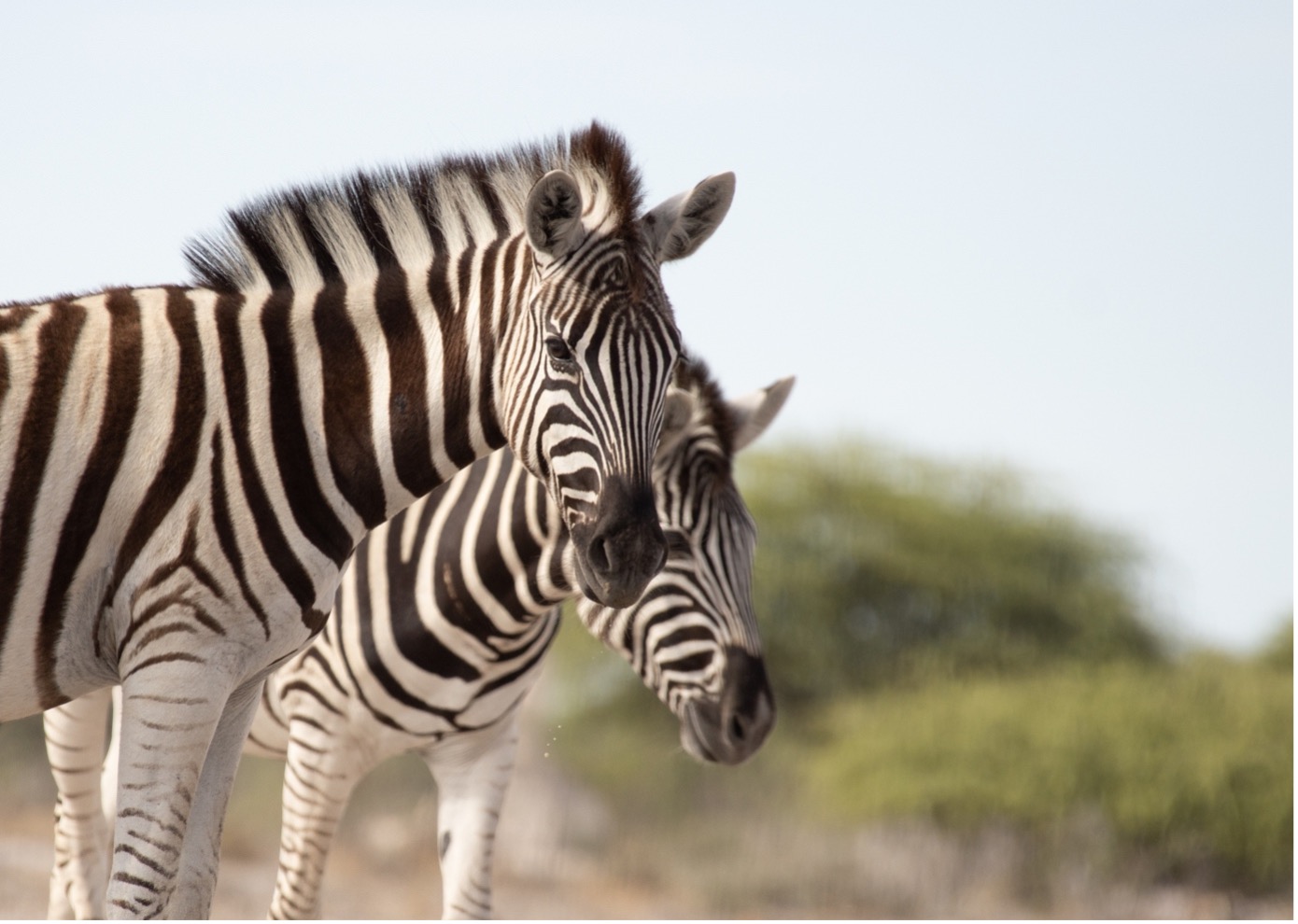 Fotoreise Namibia 2022, Zebra