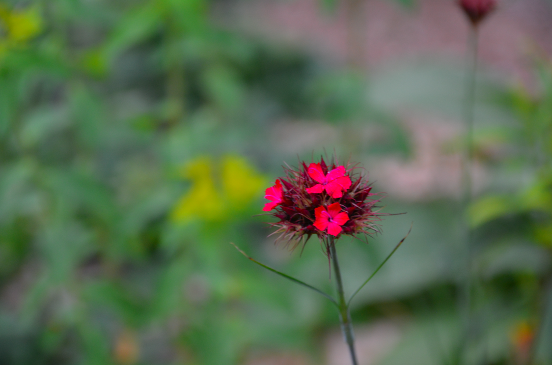 Dianthus pinifolius