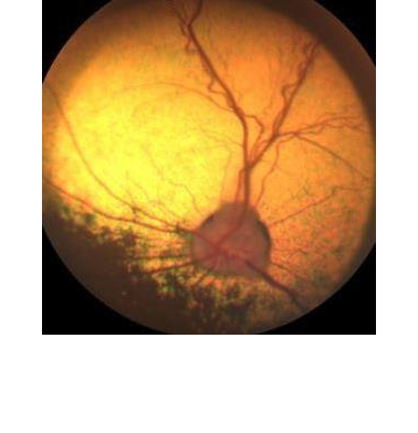 SAVO - swiss association of veterinary ophthalmologists