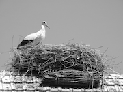 Storch-spng