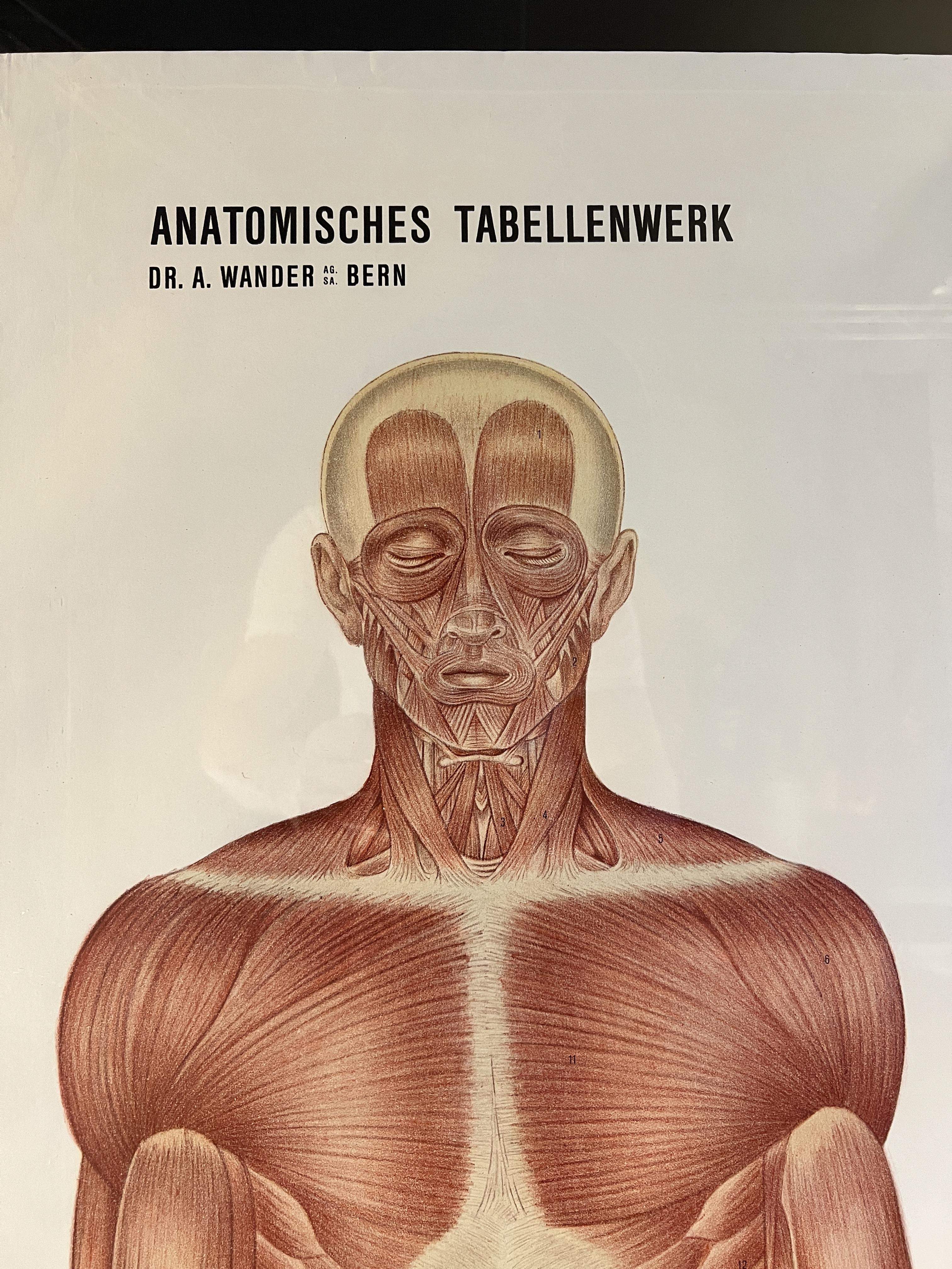 Antikes Anatomie Plakat Dr. Wander Bern um ca. 1920