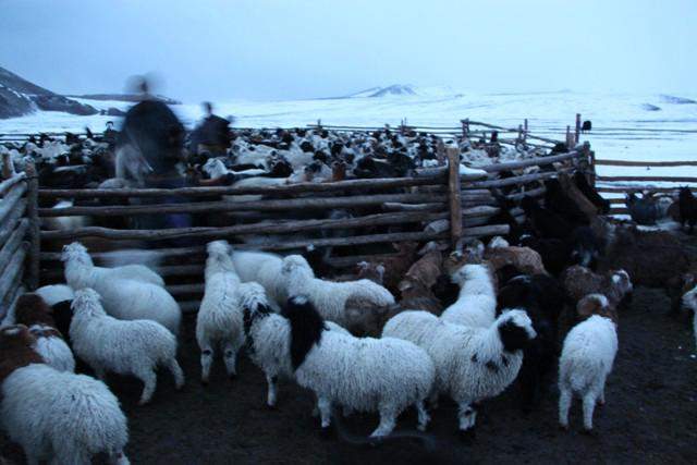 Abends werden die Schafe als Schutz vor den Wölfen in die Gehege getrieben.