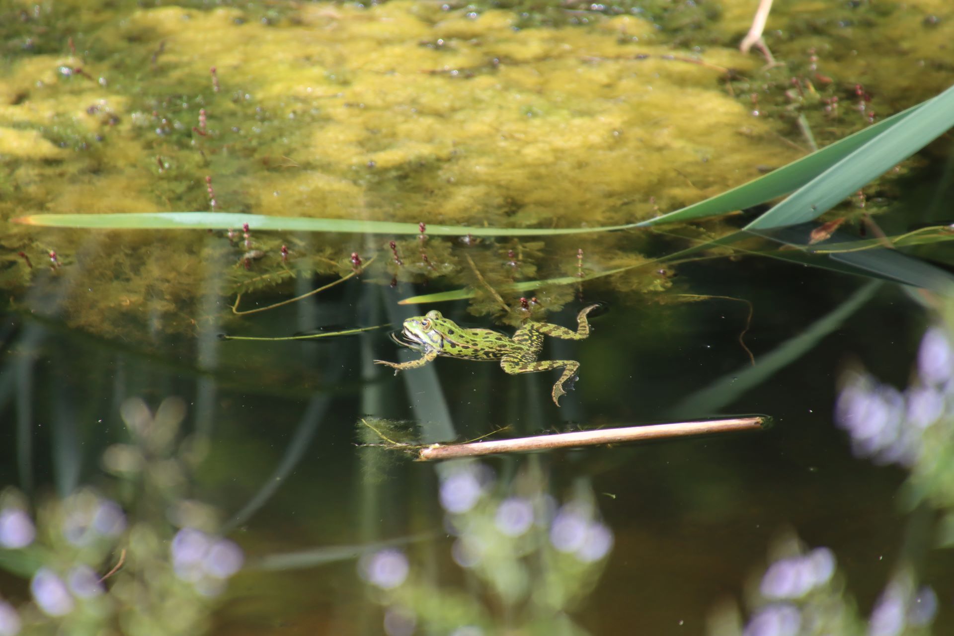 Frösche und Libellen im Teich, Spechte und andere Vögel im nahen Holz