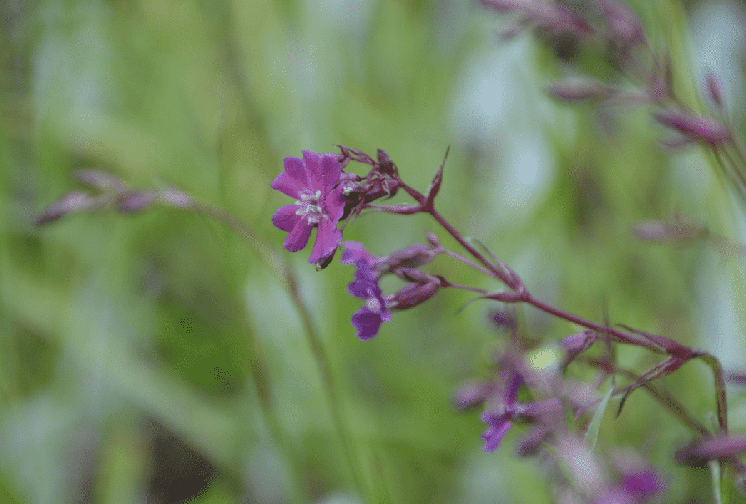Lychnis	viscaria ssp. atropurpurea