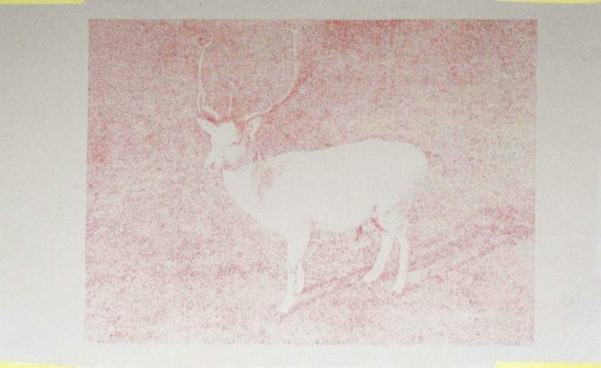 Albino, 125x80, Farbstift auf Papier