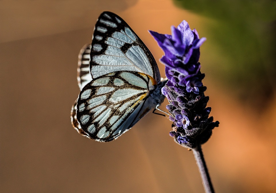 Der Duft nach Schmetterling - Lavendel