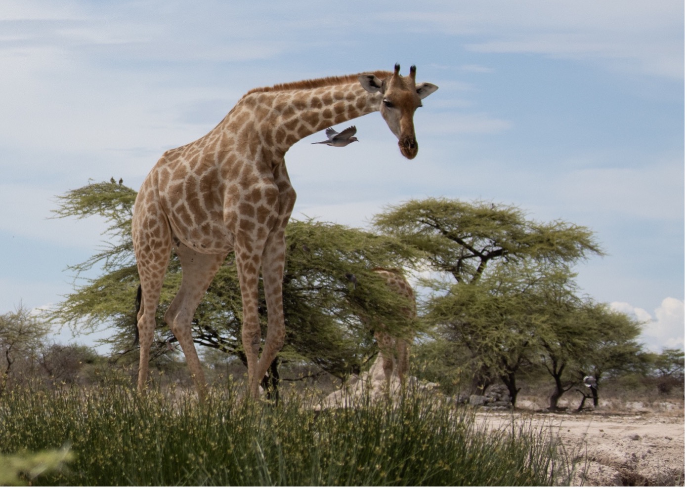 Namibia Reise 2023, Giraffe