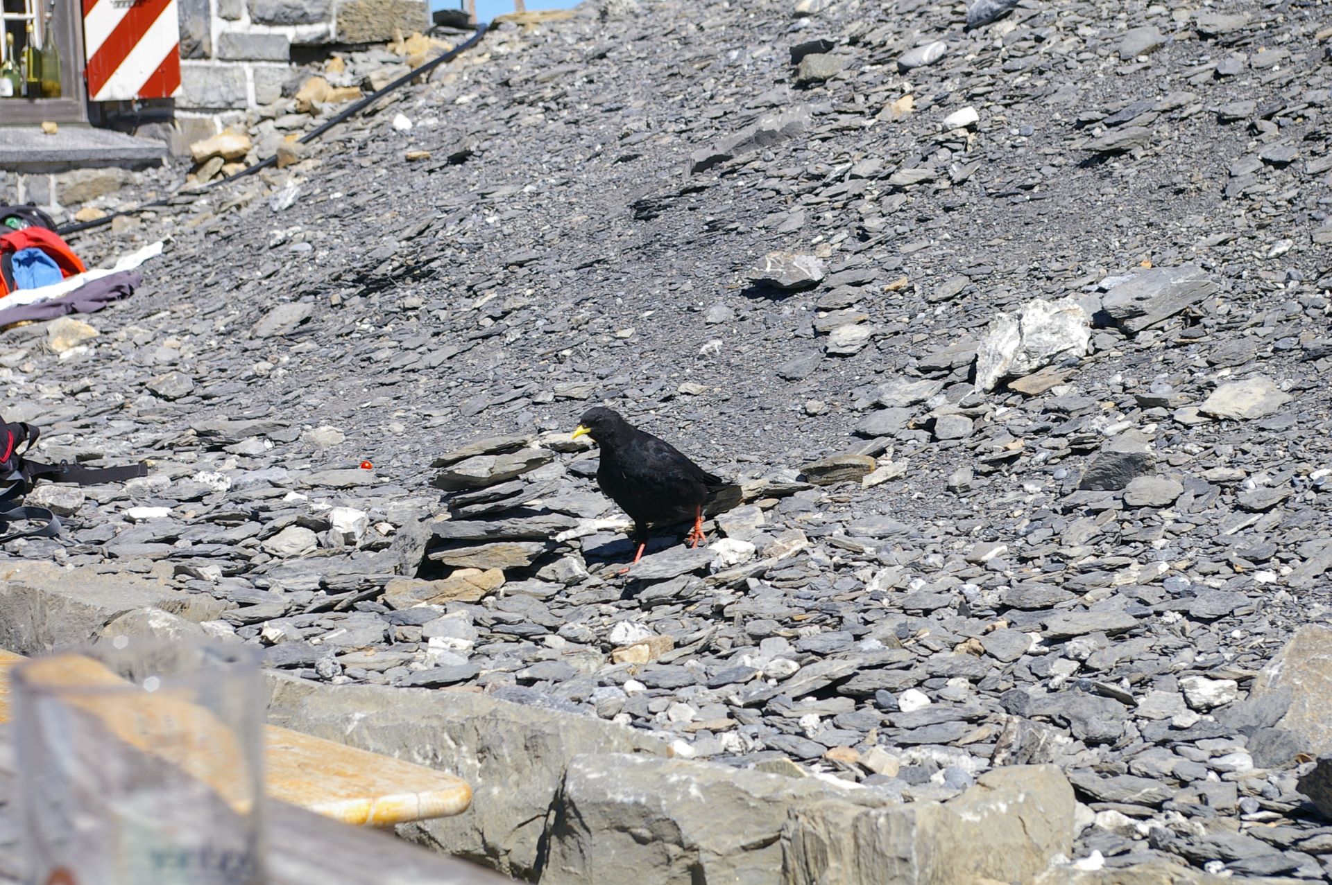 Die Vögel hoffen auf ein paar Essensreste