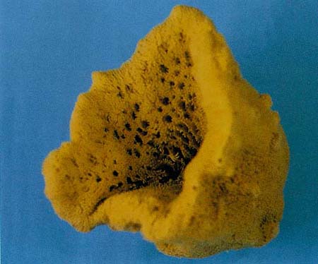 Spongia Similibus-Bio-Chip