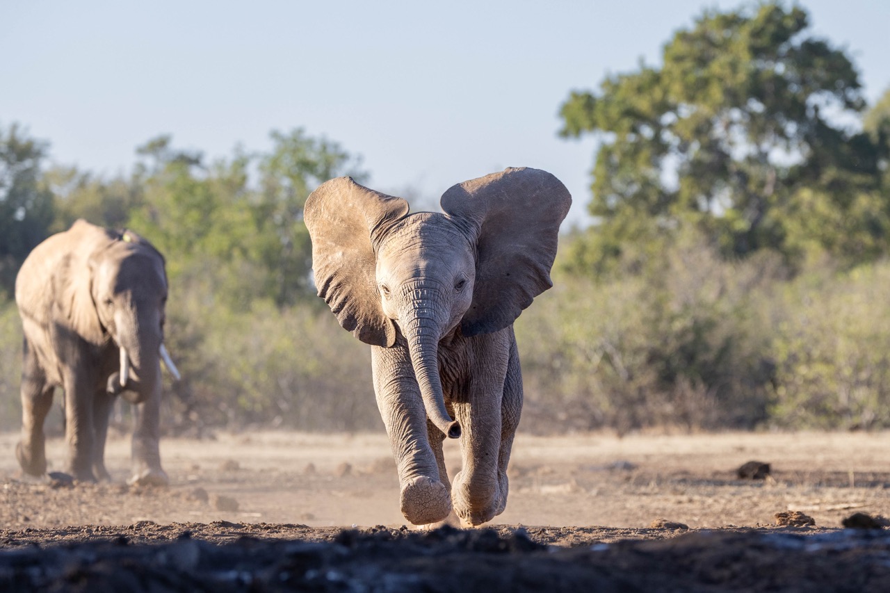 Grünes Botswana, Mashatu 2025