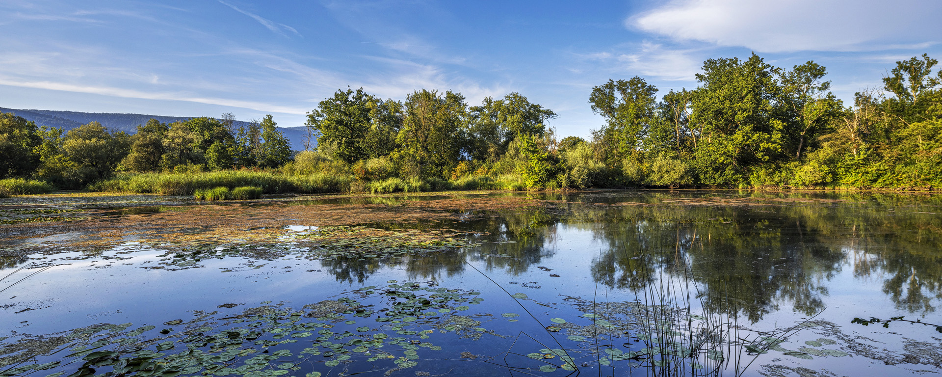 Naturschutzgebiet Haeftli im Berner Seeland