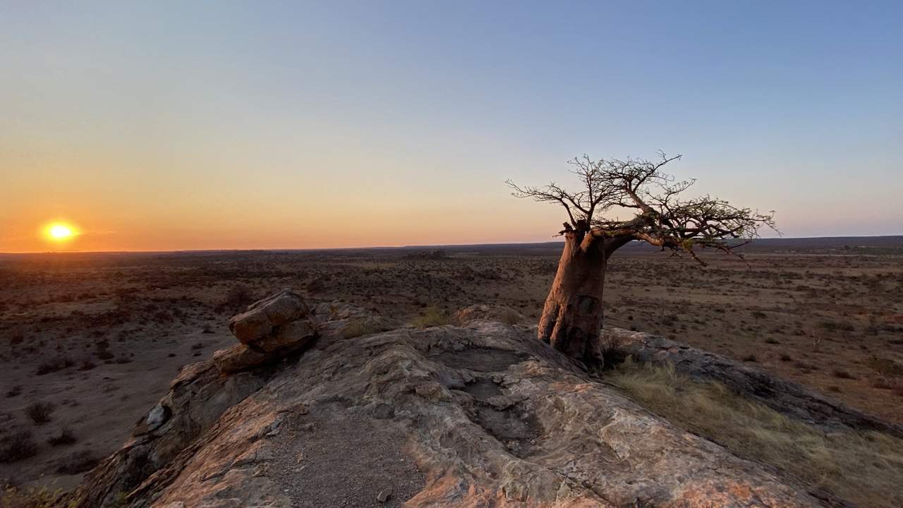 Rhode's Baobab, Mashatu