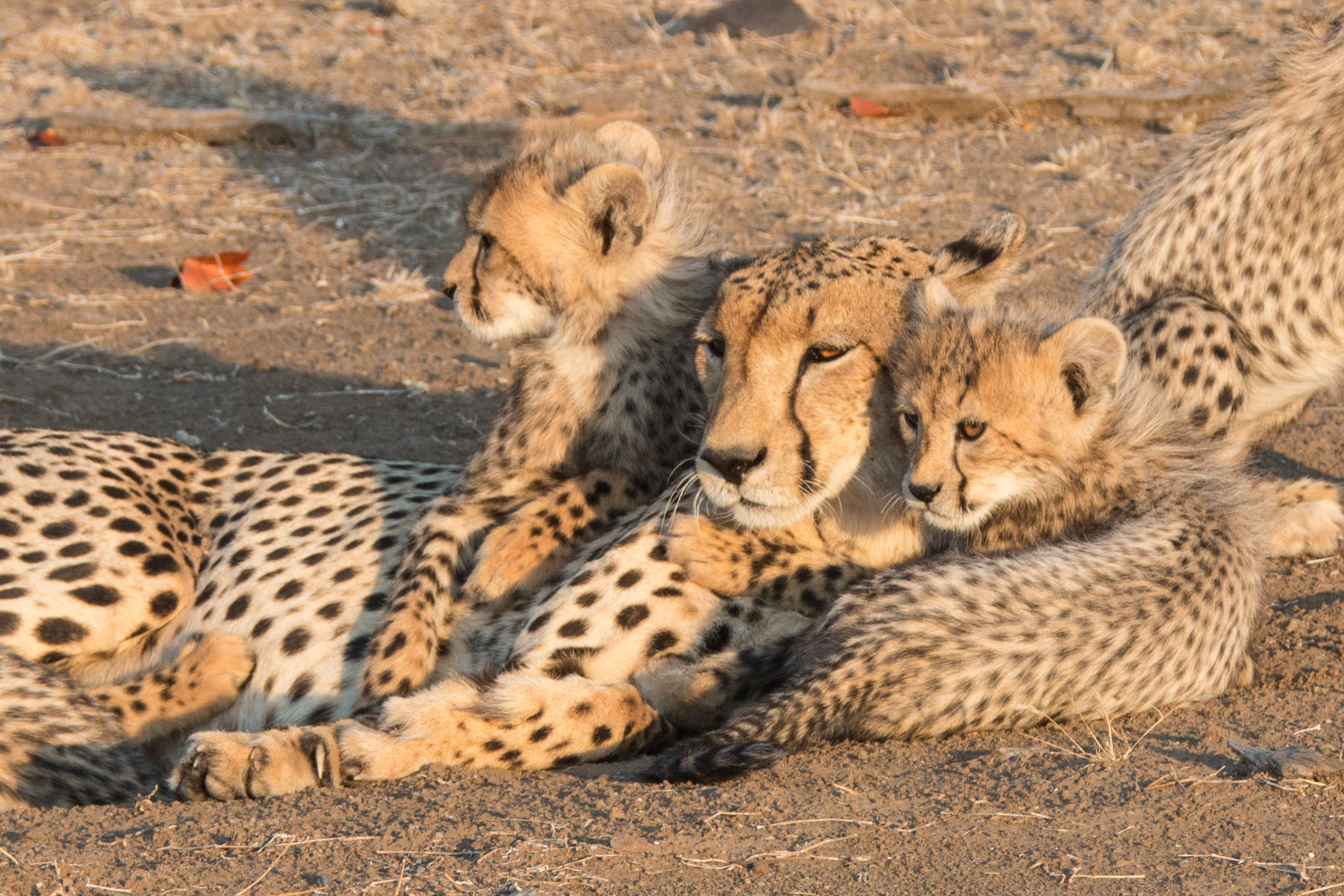 Botswana Mashatu, Gepardenfamilie