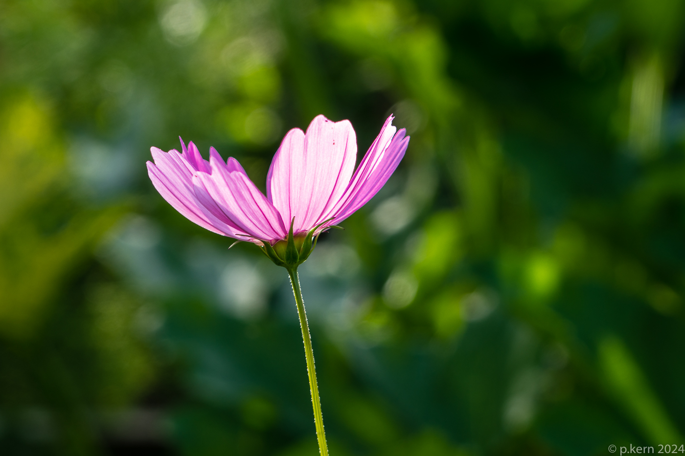 Cosmea