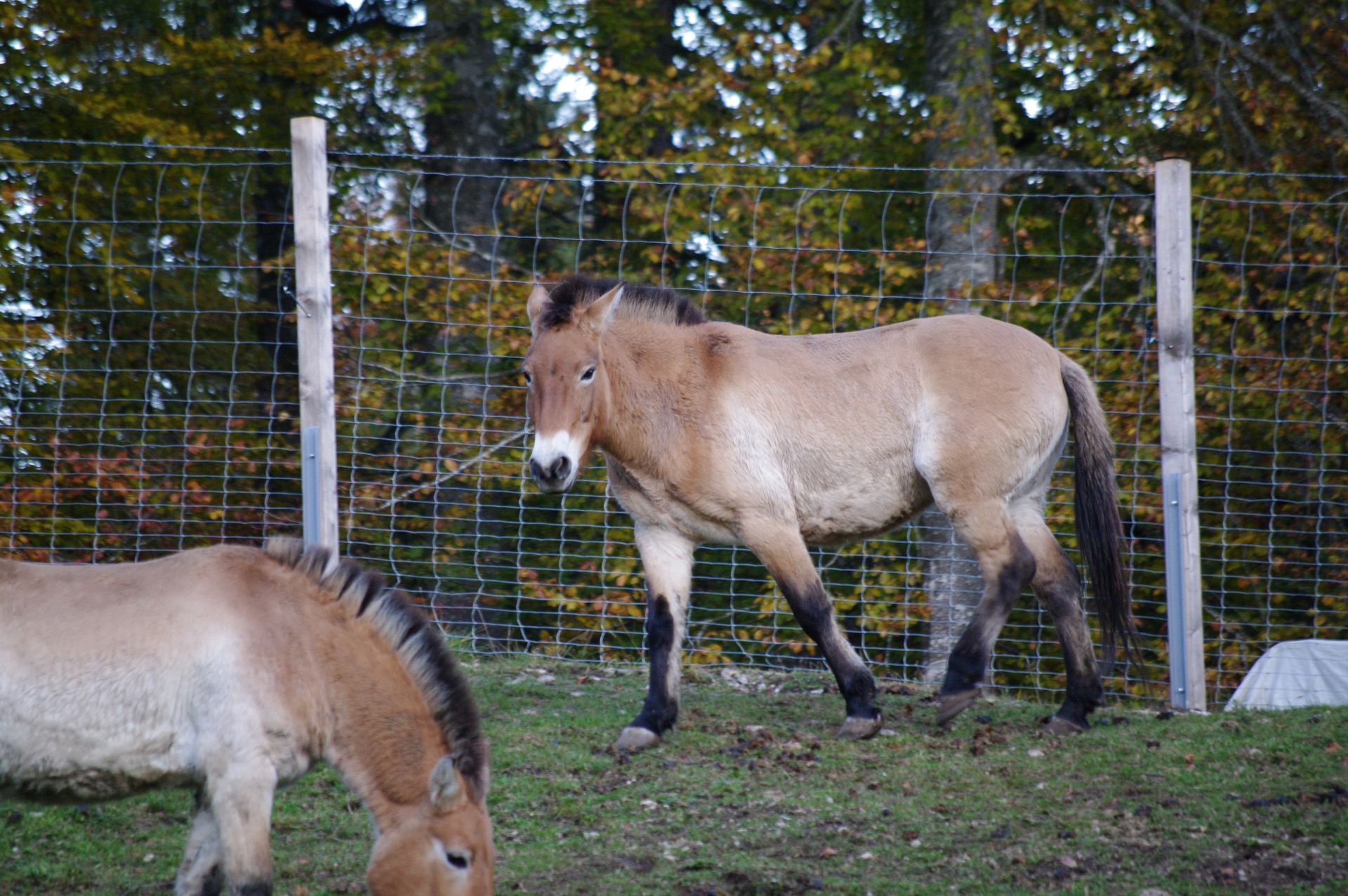 Im Juraparc lebt auch eine kleine Gruppe von Wildpferden