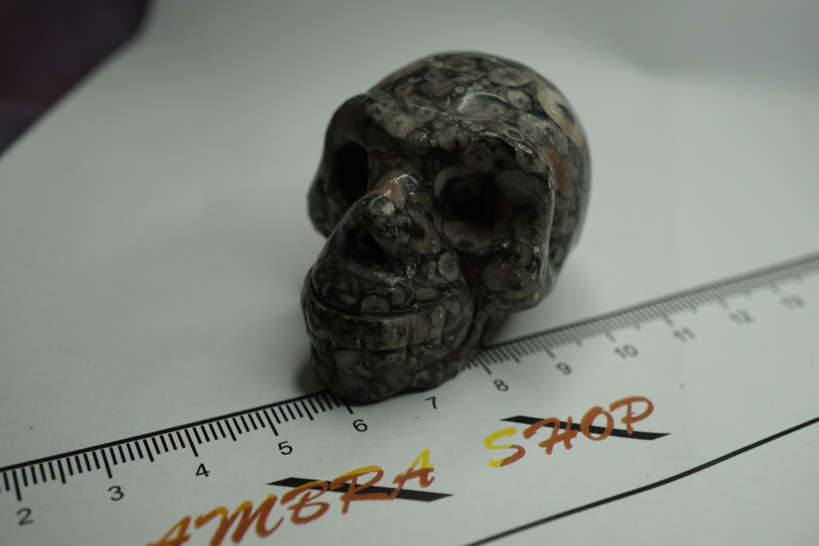 Turitella Jaspis Skull