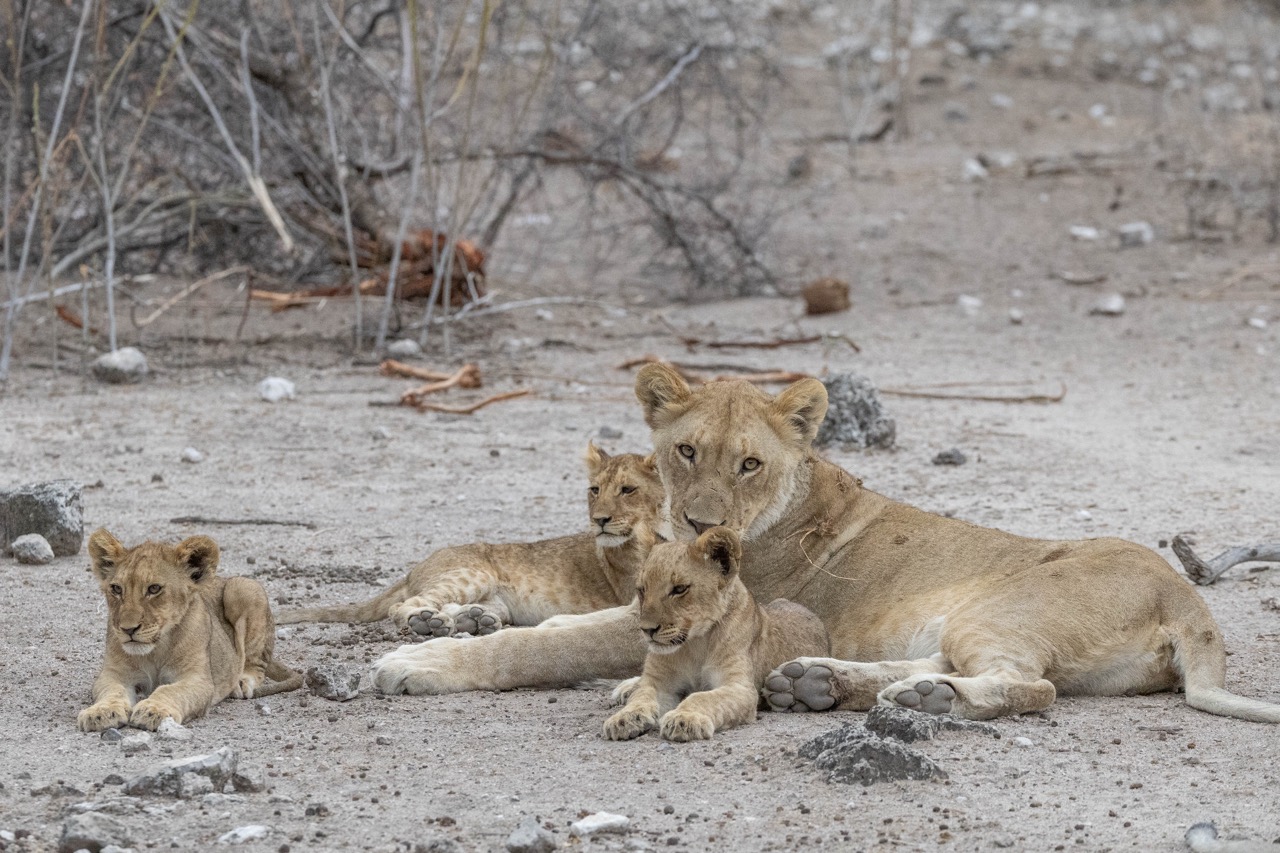 Löwen im Etosha Nationalpark