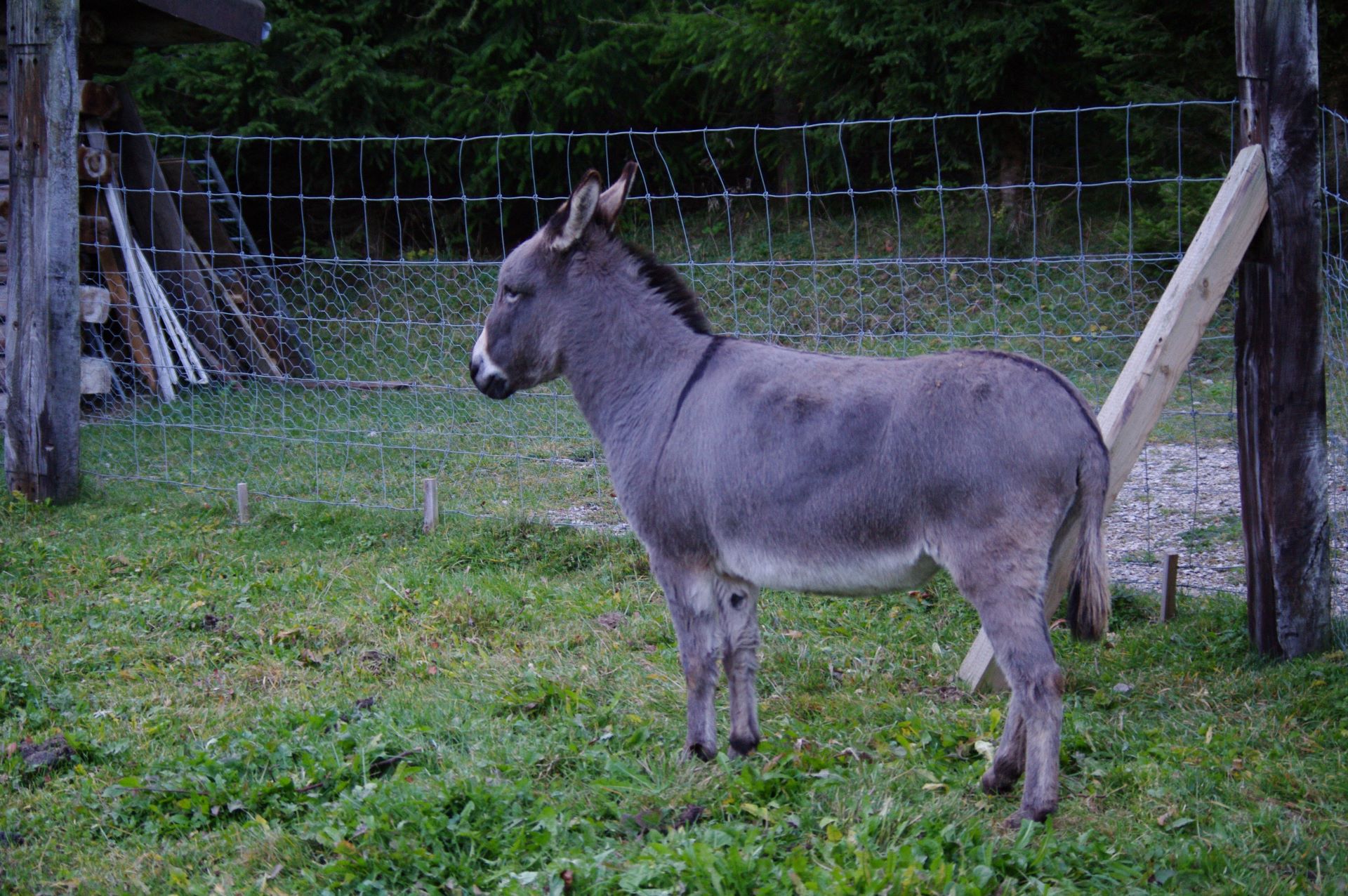 Der Esel gehört einfach in jeden Tierpark