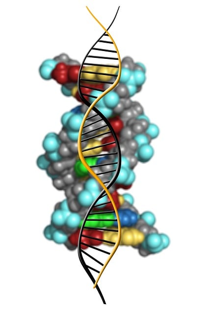 Decodierung der DNS-Avatarsolium