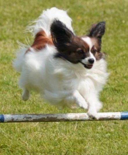 Plauschagility, Stundenplan, Kurszeiten, Agility , Dogcross , Sporthunde, Ninjadogs, Top dog,  Sozialspaziergänge,