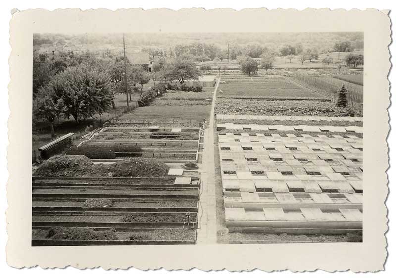 Teil der Gärtnerei mit Kastenanlage, um 1950