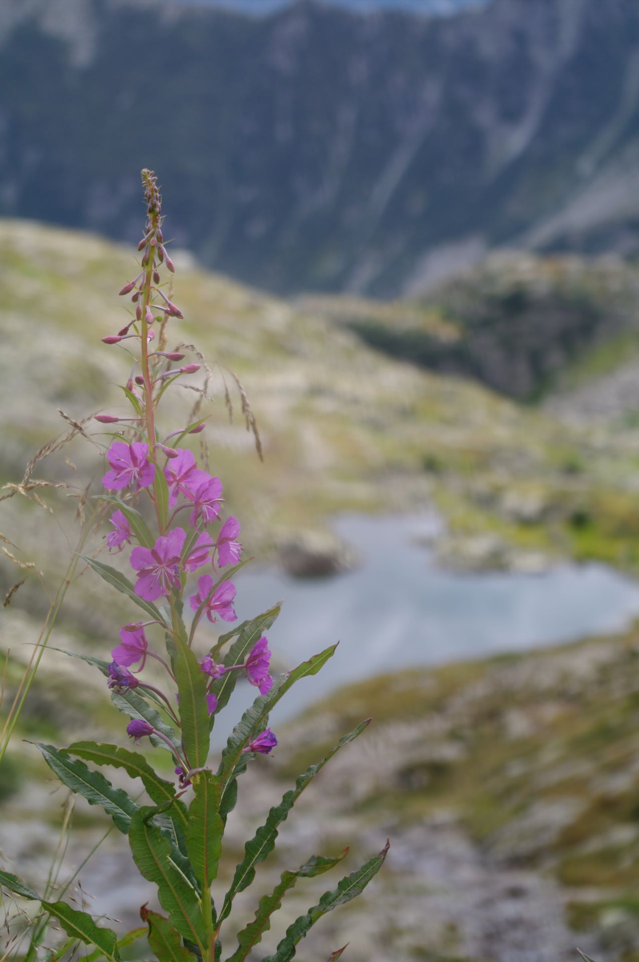 Diese Pflänzchen trifft man auch in Höhenlagen von mehr als 2'000 m über Meer