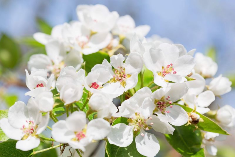 Die Thurgauer Hochstamm Obstbäume: herzerfreuendes Blütenparadies