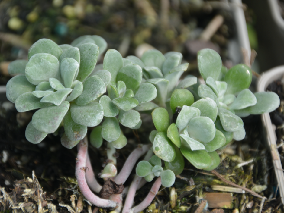 Sedum spathulifolium `Purpureum`