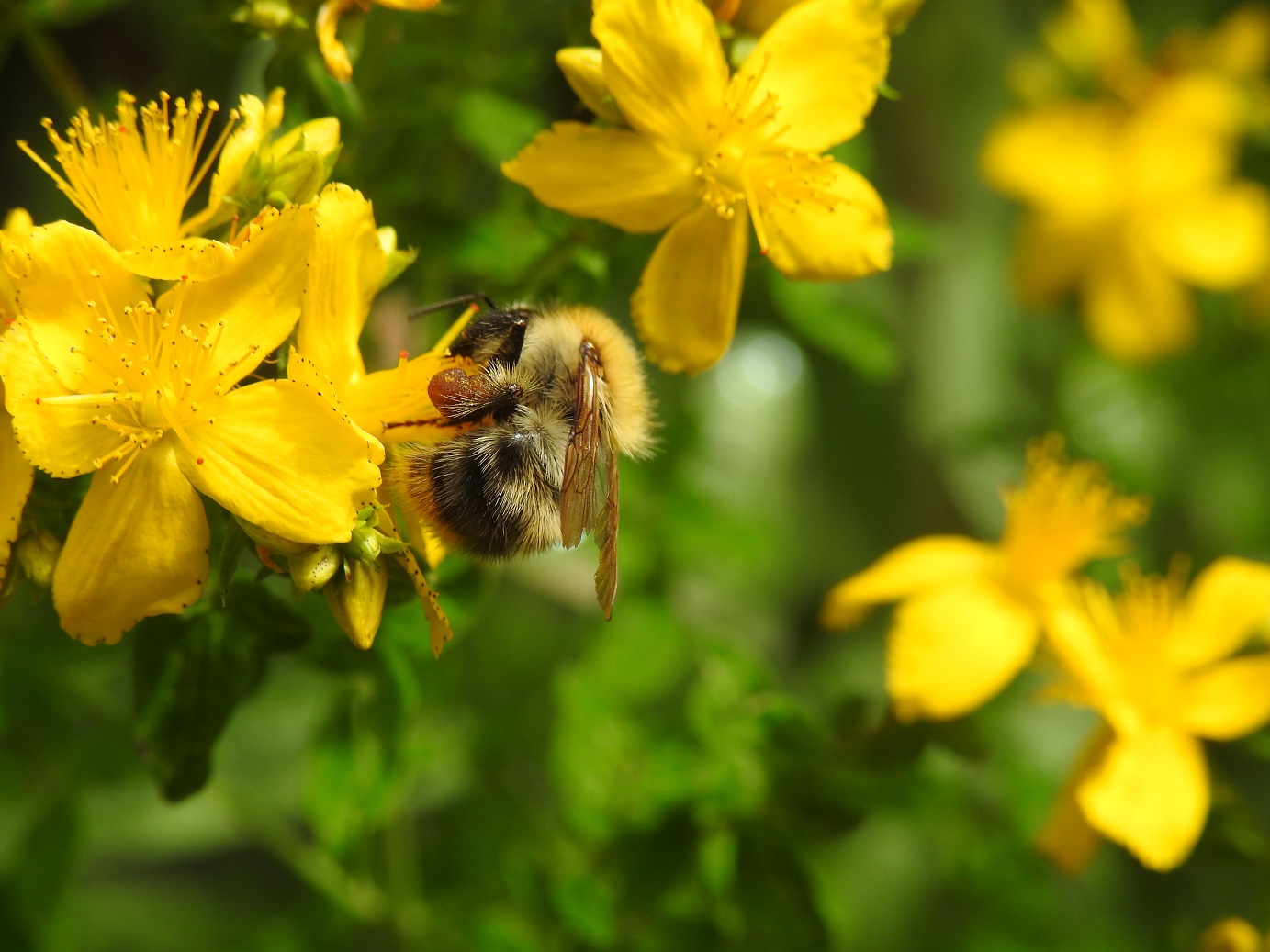 Wildbiene auf Pollensuche