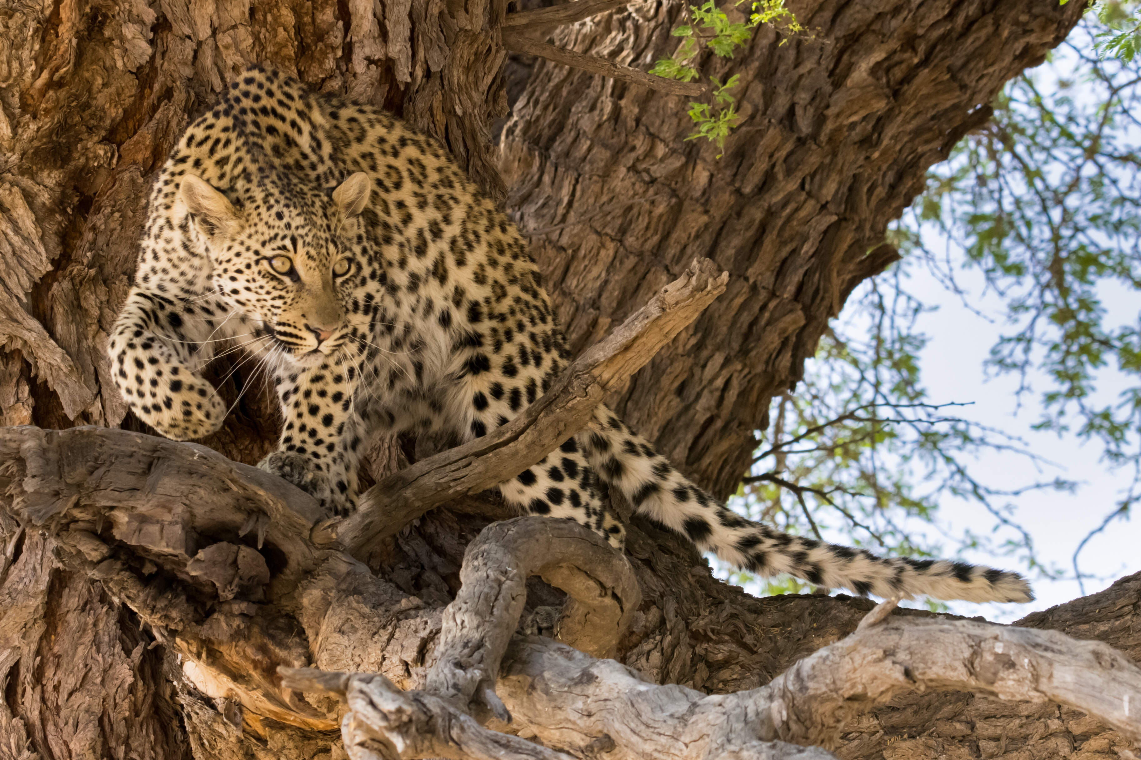 Botswana Reise 2022, Kalahari, Leopard