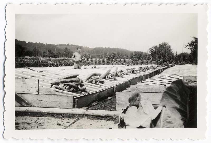 Gurkenkultur in fliegenden Doppelkästen, um 1950