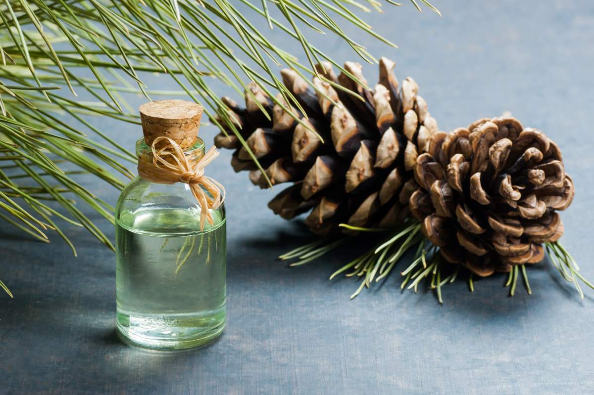 Pine turpentine oil in glass bottle