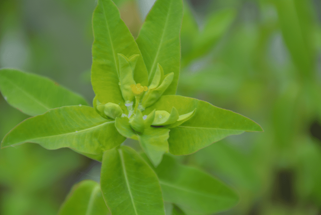 Euphorbia coralloides