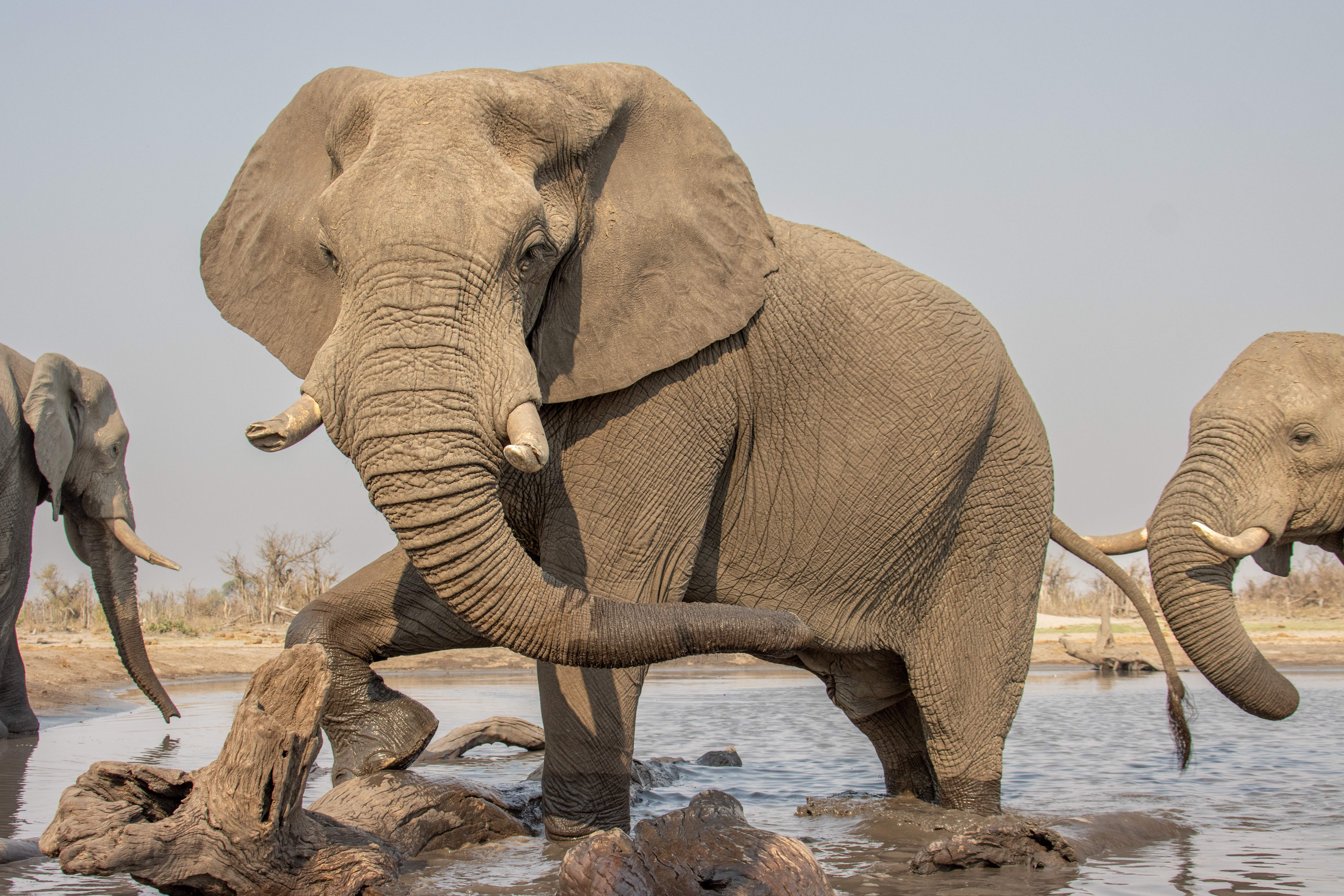 Photo Safari Botswana 2024, Elefant