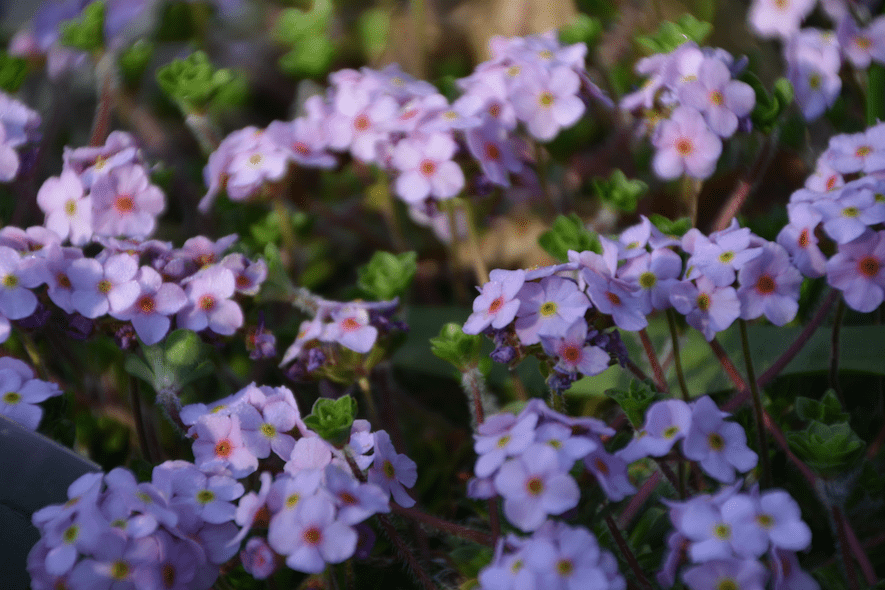 Androsace sempervivoides