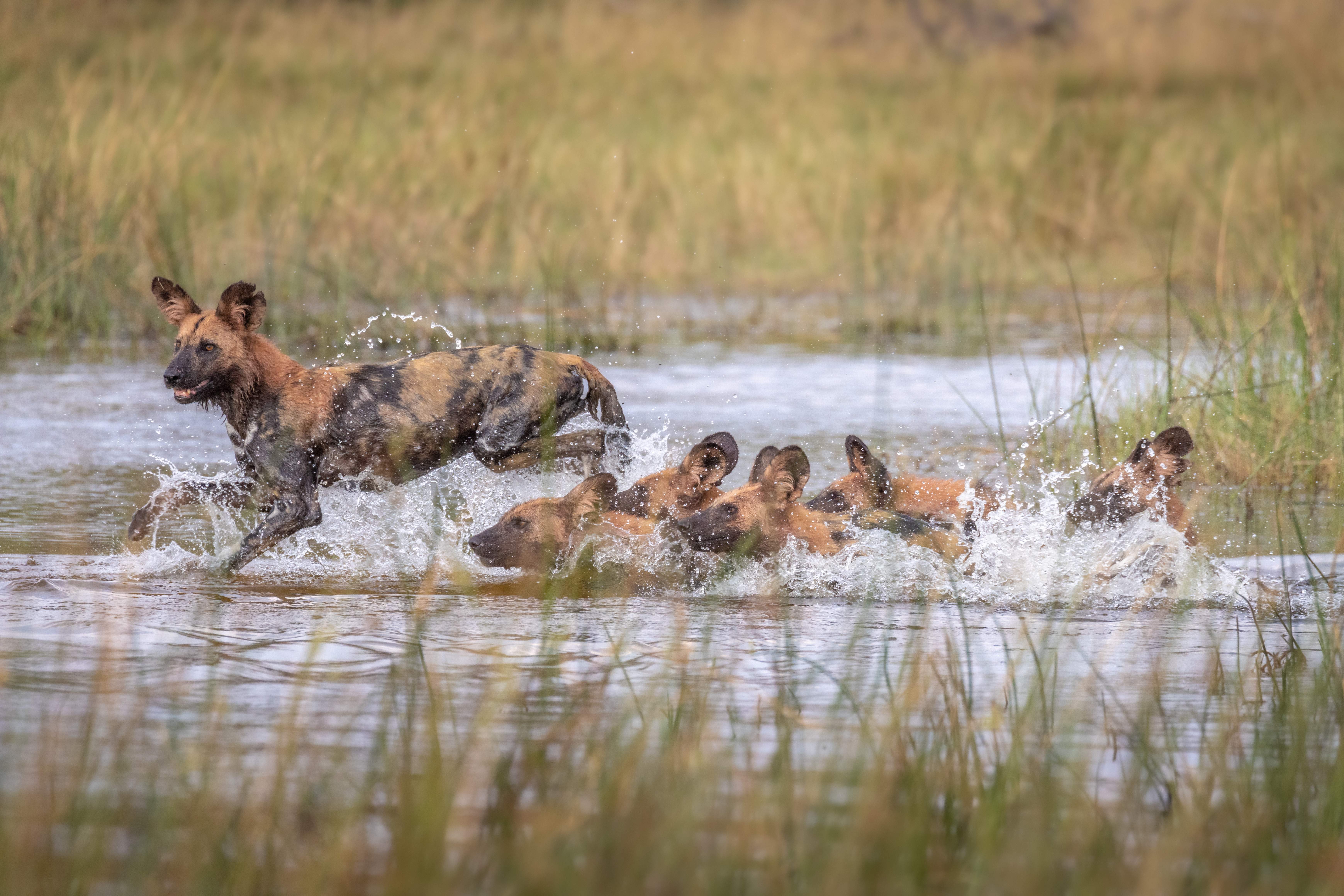 Wild Dogs, Okavango Delta, Botswana