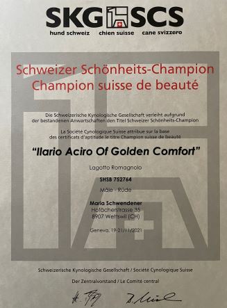 20211122-Ilario Aciro of Golden Comfort Swiss Champion Lagotto-jpg