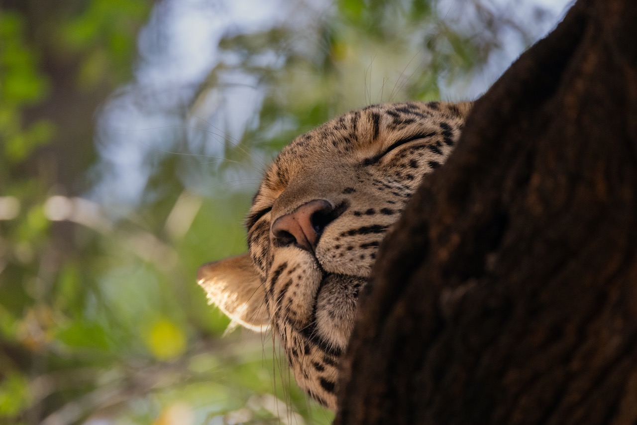 Leopard Mashatu Botswana